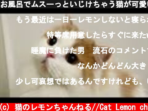 お風呂でムスーっといじけちゃう猫が可愛いw  (c) 猫のレモンちゃんねる//Cat Lemon ch